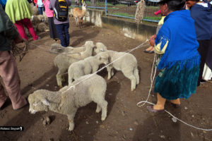 Otavalo-9